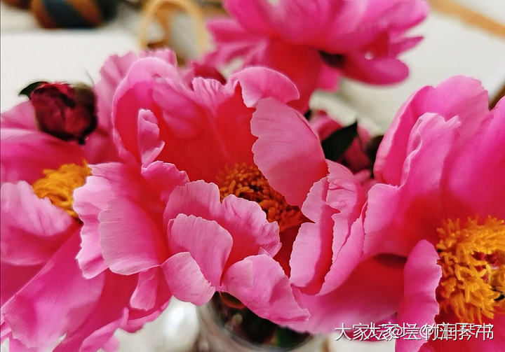 芍药花到了极盛期，所以从今天开始停止发货啦！感谢大家的支持.因为没有经验，肯定服...