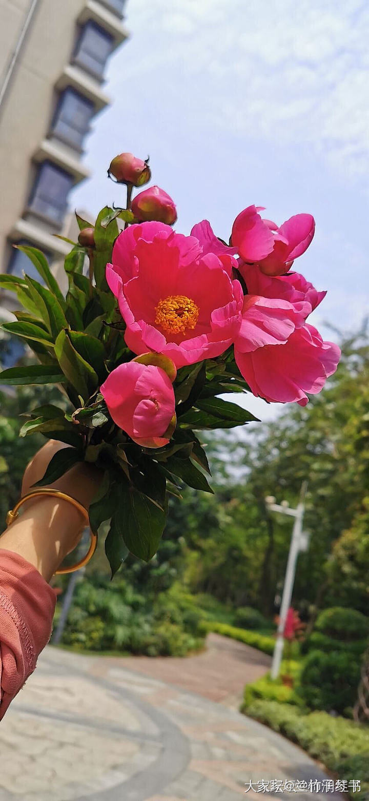 芍药花到了极盛期，所以从今天开始停止发货啦！感谢大家的支持.因为没有经验，肯定服...