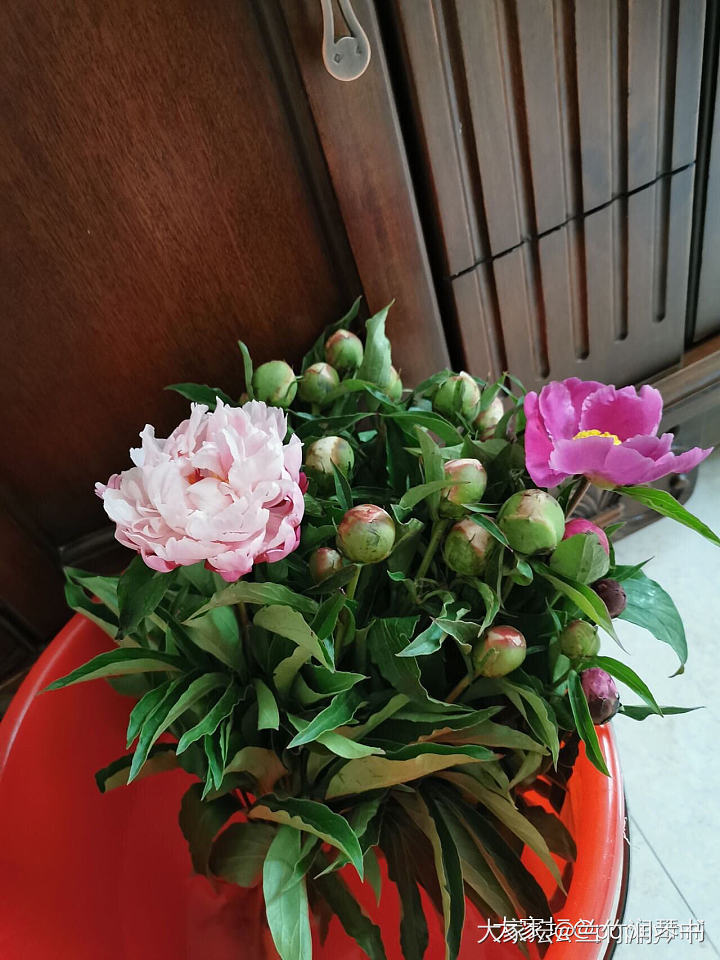 芍药花到了极盛期，所以从今天开始停止发货啦！感谢大家的支持.因为没有经验，肯定服...