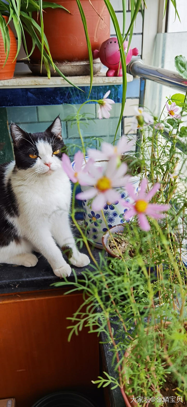 时美时憨的卷儿_猫