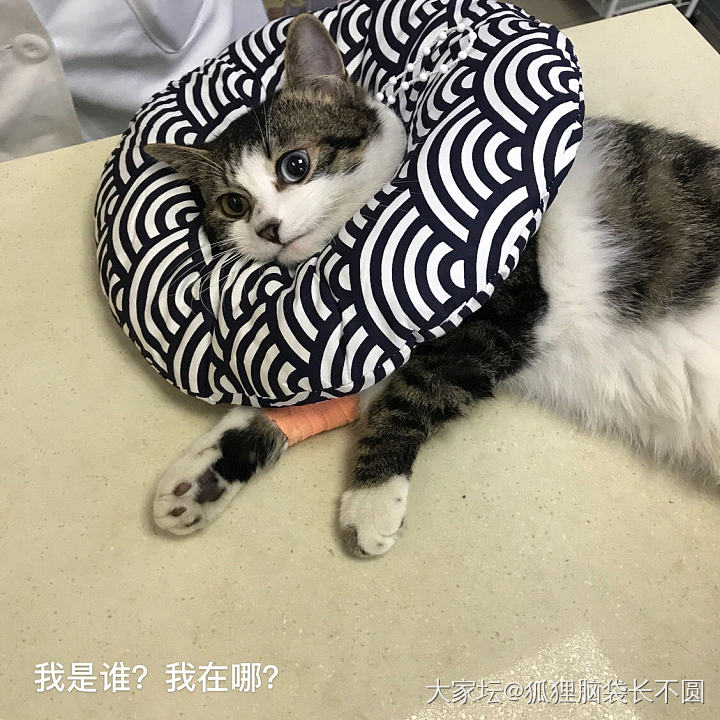 石榴变成石公公了…_猫