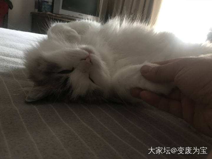 怎么又醒了？_猫