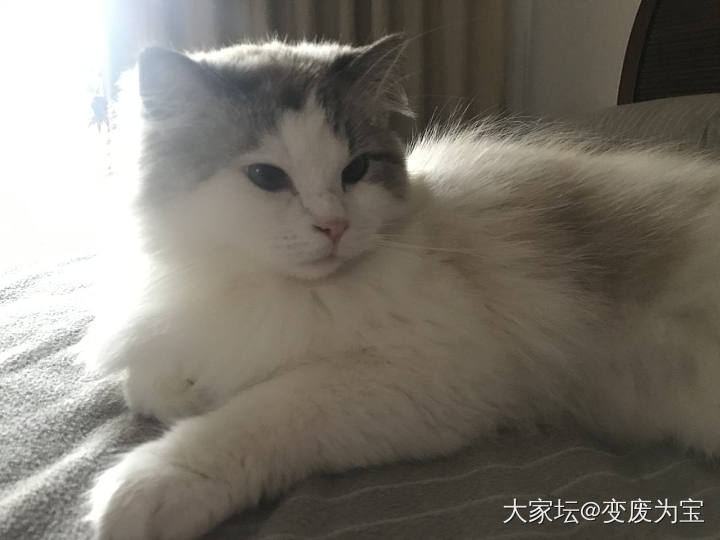 怎么又醒了？_猫