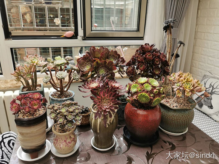 法师聚会_植物花