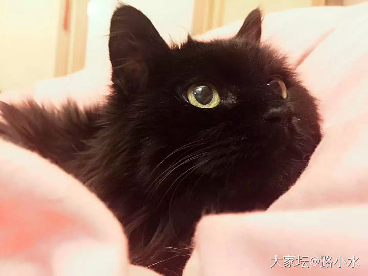 2019年5月12日
三三呐，你回喵星了。
你走后的这365天里，每一天，我都在..._猫