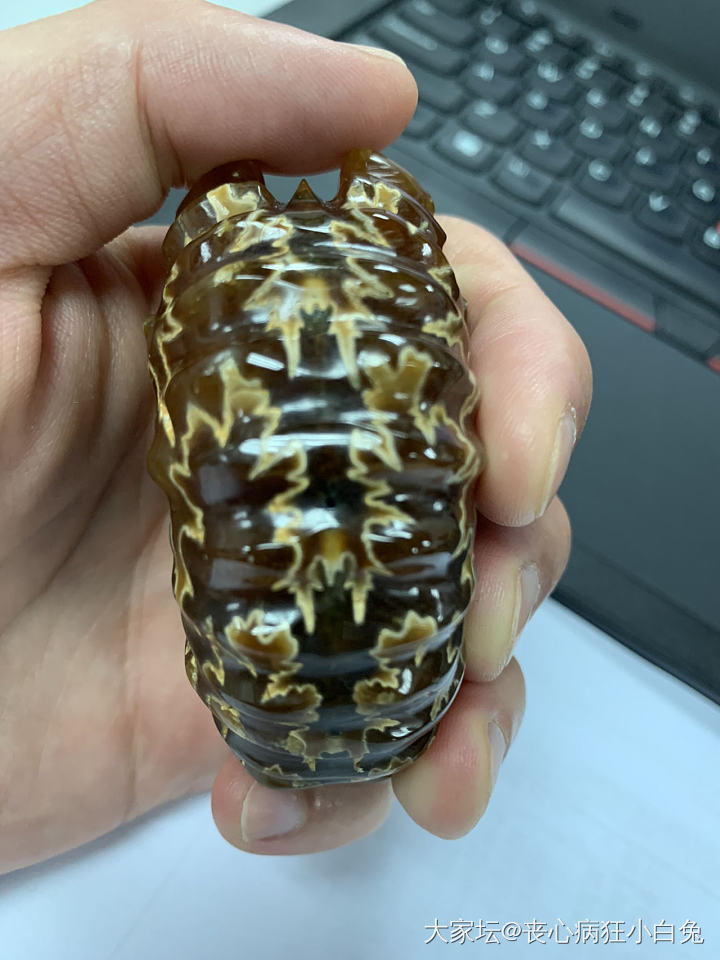 菊_化石