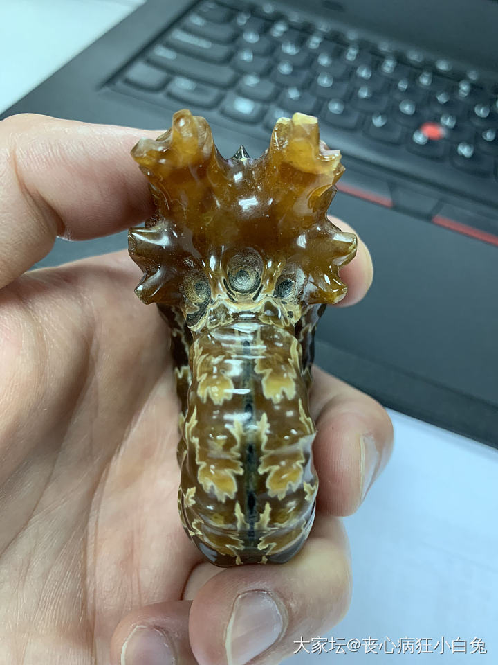 菊_化石