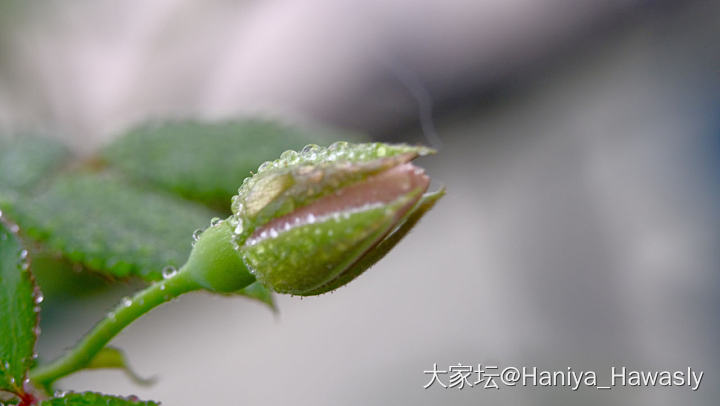 下雨了，切一朵马萨德医生进书房_彩色宝石花