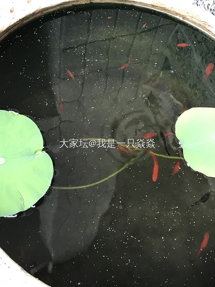 只有露台，没有小院子。_植物大家谈