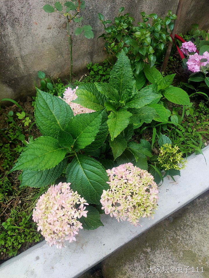 绣球花开_植物