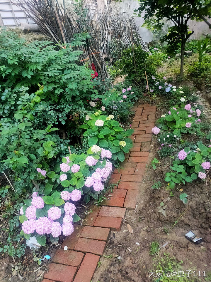 绣球花开_植物