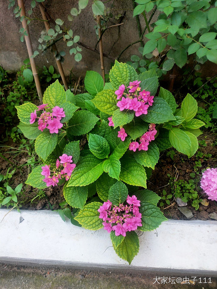 绣球花开_植物