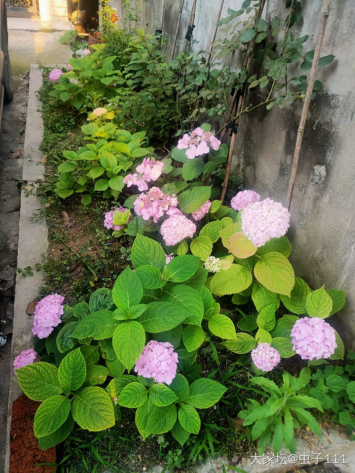 绣球花开_植物