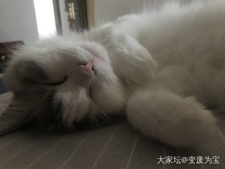 空调房间里睡得真舒坦😆_猫