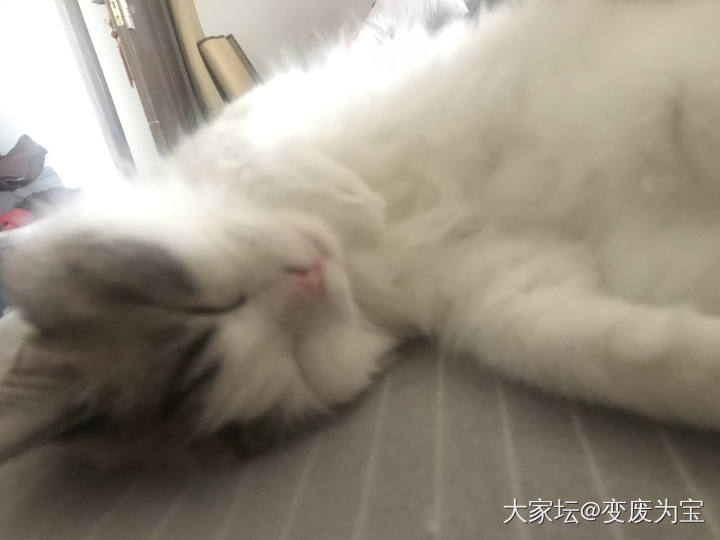 空调房间里睡得真舒坦😆_猫