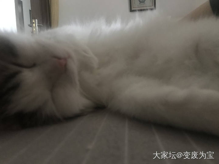 空调房间里睡得真舒坦😆_猫