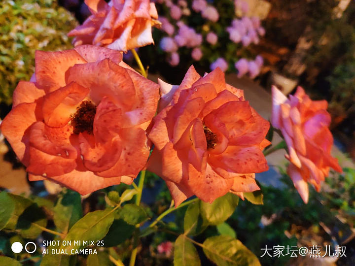 夜里的🌸也很不错嘛！_花