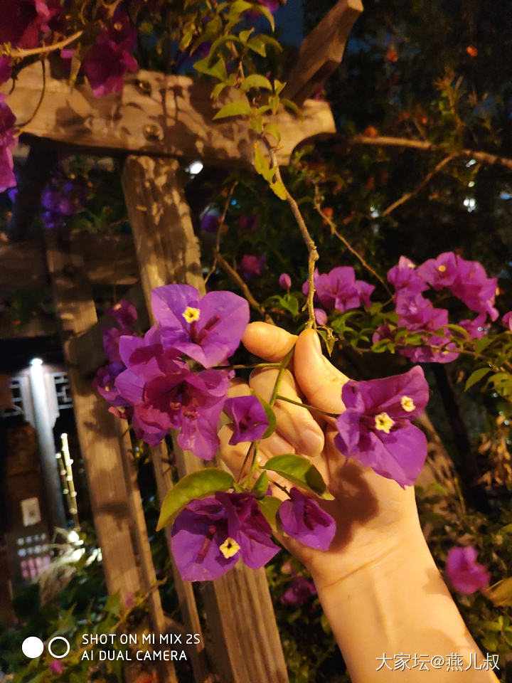 夜里的🌸也很不错嘛！_花