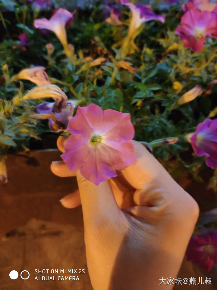 夜里的🌸也很不错嘛！_花