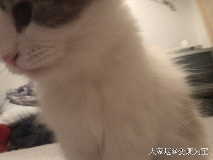 让我想想，还有啥好吃的😄_猫