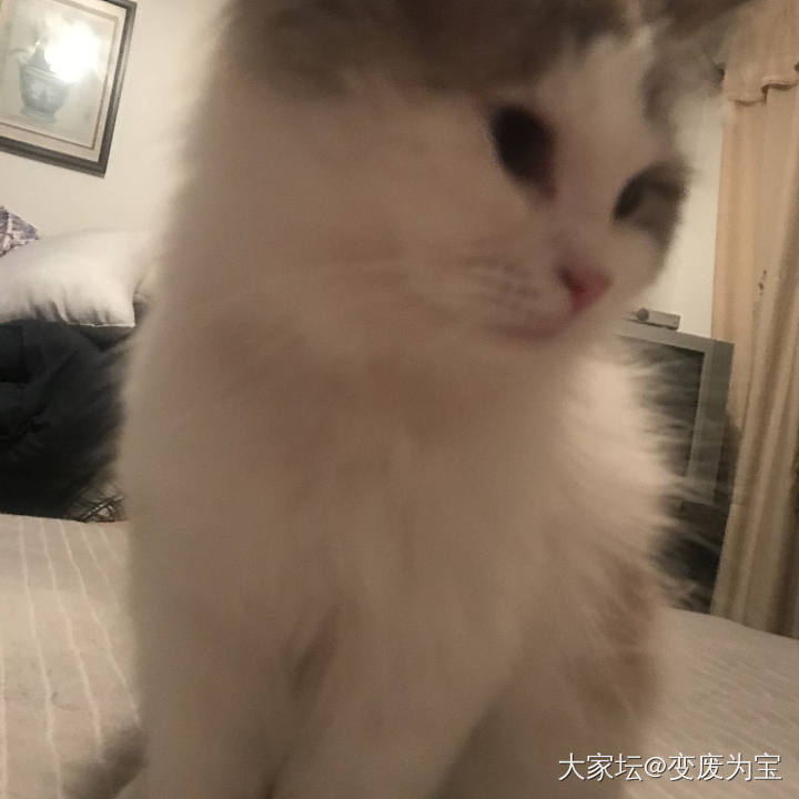 让我想想，还有啥好吃的😄_猫