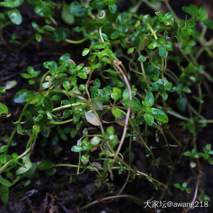 香料一角_植物