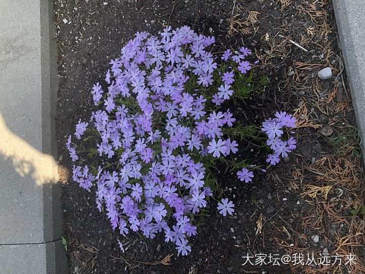 一不留神全是紫色_花植物