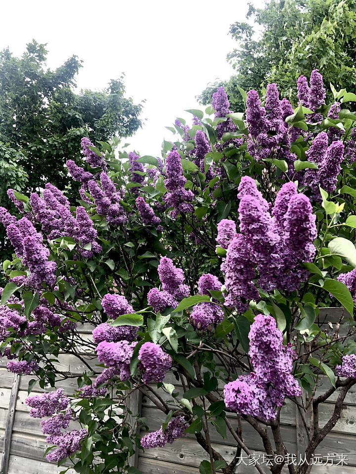 一不留神全是紫色_花植物