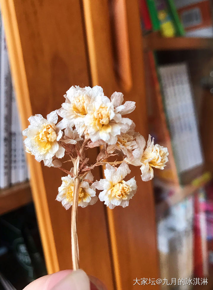 我的长寿花变成了干花_植物