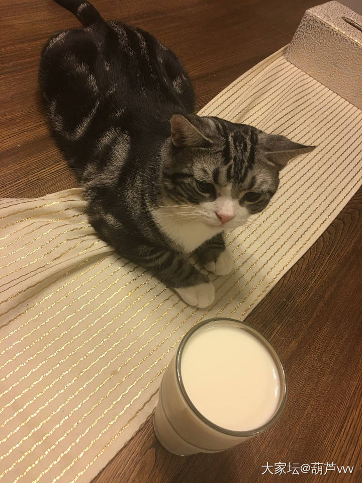咖偷喝牛奶被抓包_猫