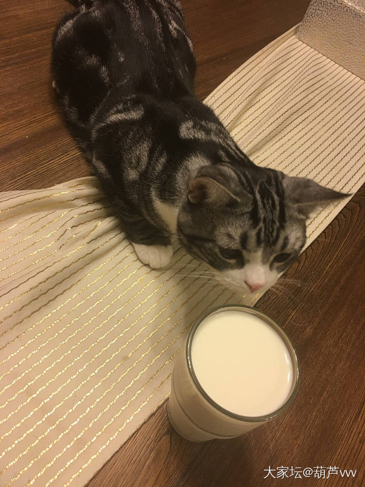 咖偷喝牛奶被抓包_猫