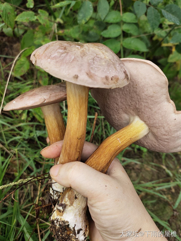 雷阵雨过后_食材闲聊