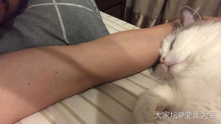 快来陪我睡午觉，天热了自己睡枕头上去😆_猫