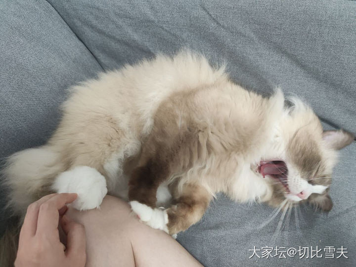 论队友和小舅子之间不可调和的矛盾_猫家庭