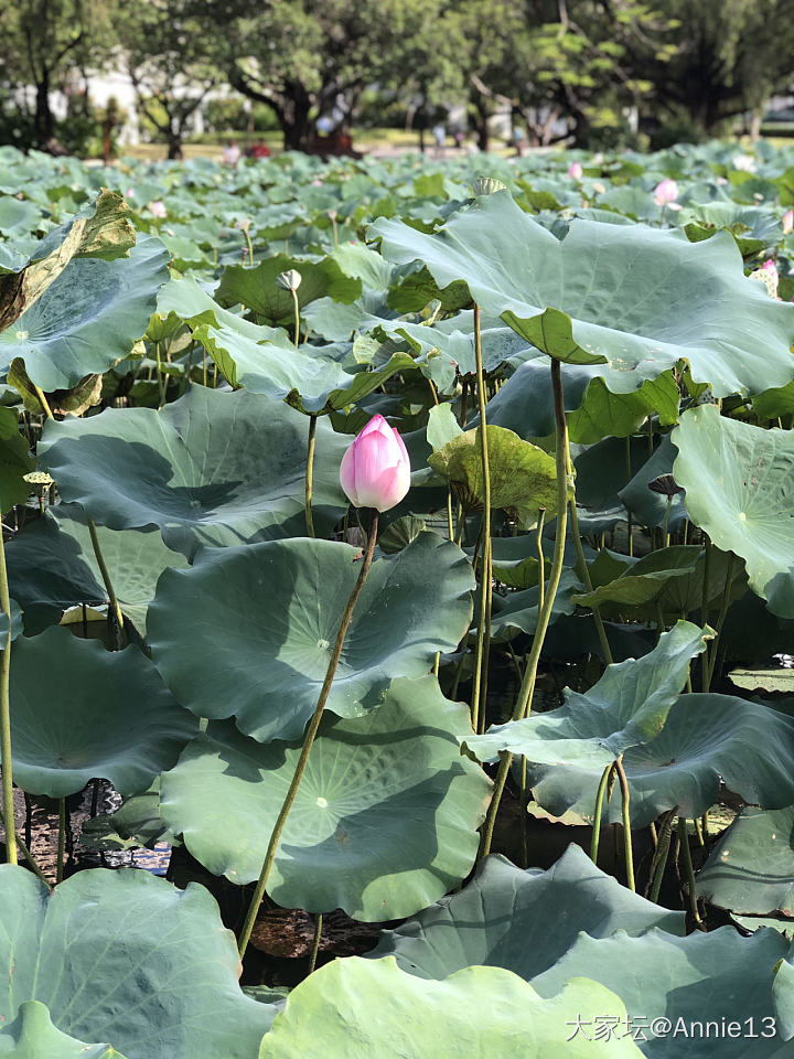 夏天的风，轻轻的吹呀，这个哥呀，有点坑呀……_景色