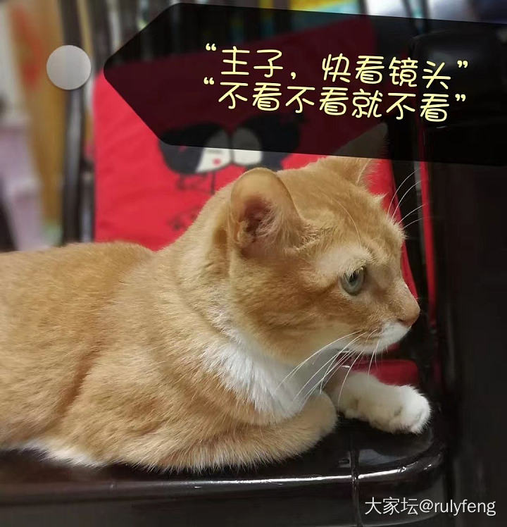 旧照水个红包_猫