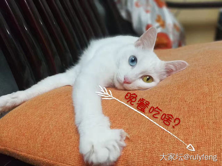 旧照水个红包_猫