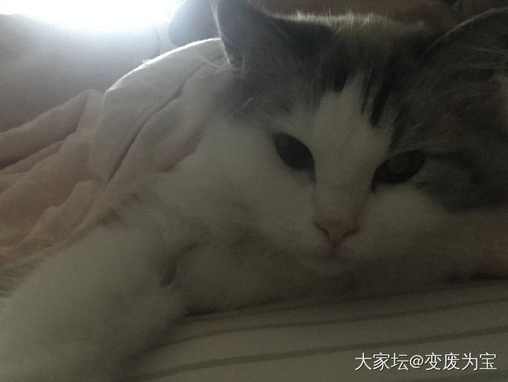 是不是空调开得太冷了，赖在被窝里不肯出来😆_猫