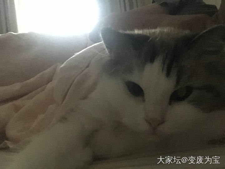 是不是空调开得太冷了，赖在被窝里不肯出来😆_猫