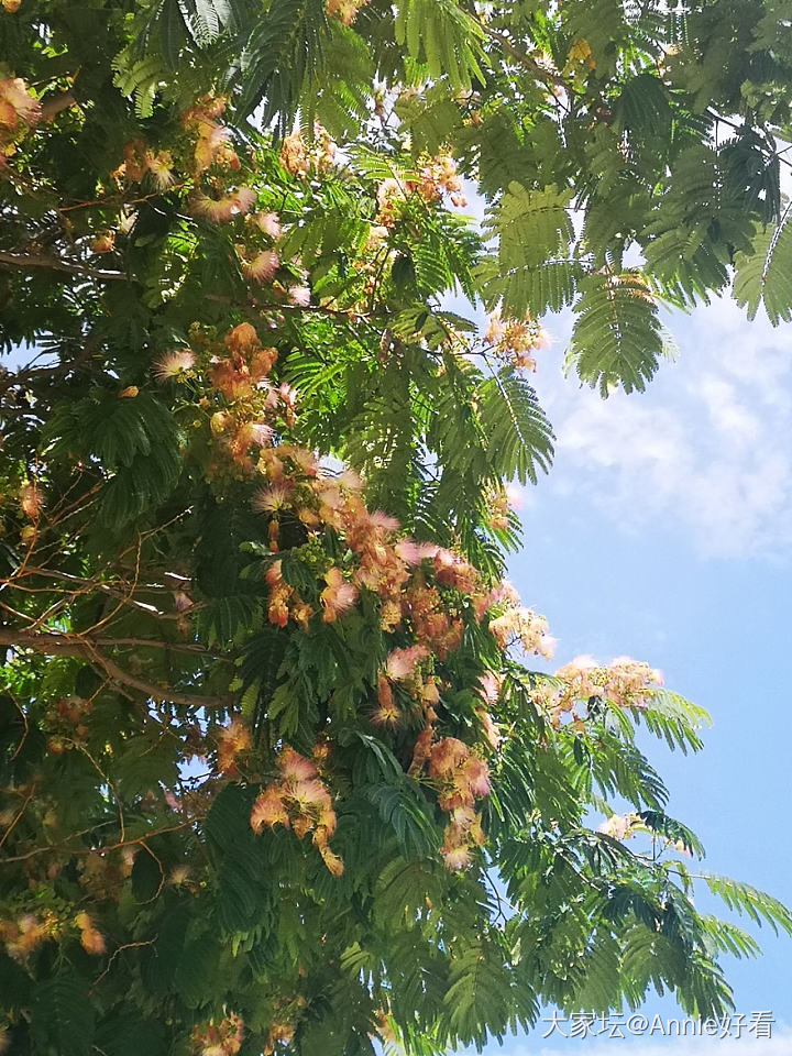 凤凰花_树植物