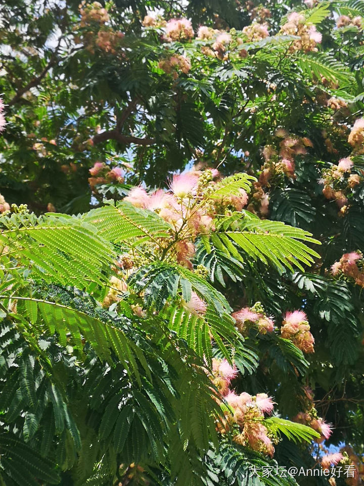 凤凰花_树植物