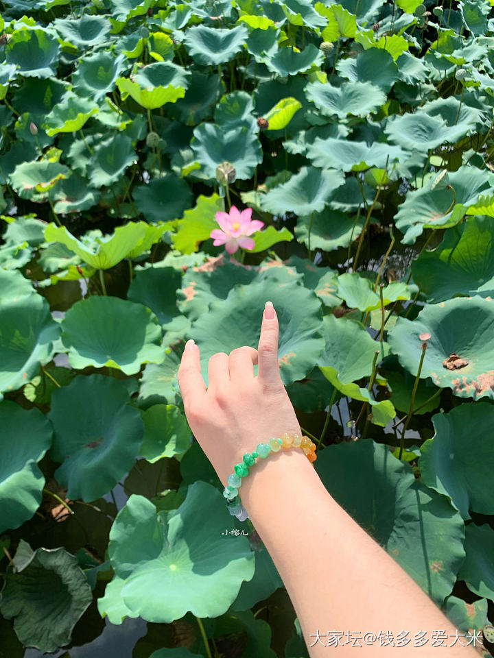 赏赏真莲花，再赏赏腕间的彩虹翡翠莲花_翡翠