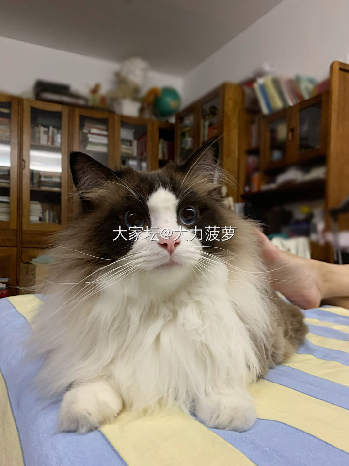 忍不住对娃动了手_猫