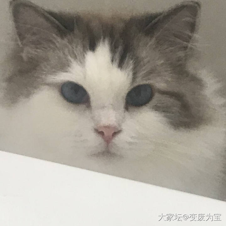 老虎🐯啊，你后面那根大海参是哪来的😆_猫