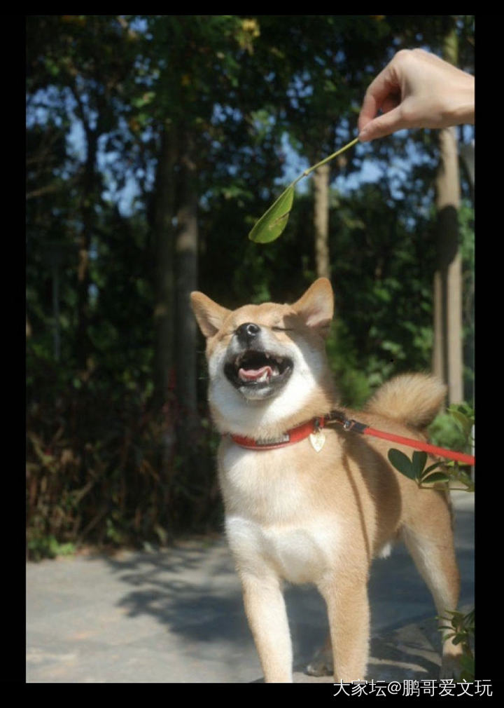 挑战全网笑容最灿烂🐶，有不服的带图来挑战😆_狗