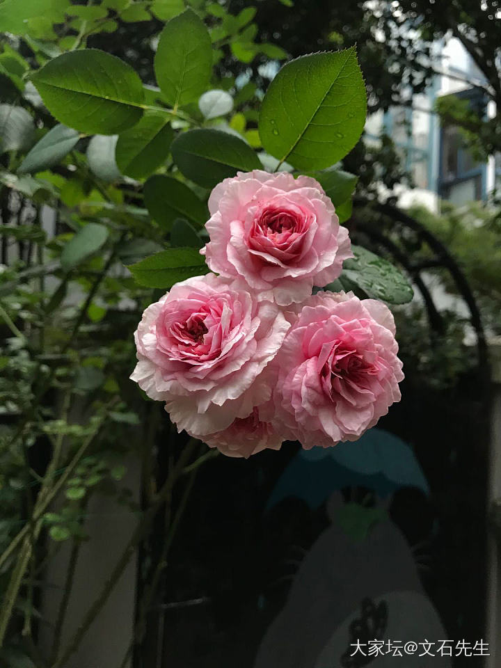 梅雨时节燕归迟_植物