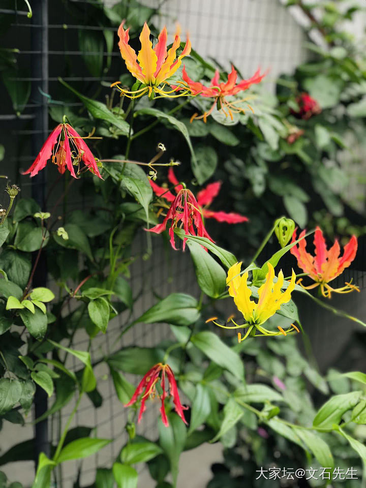 梅雨时节燕归迟_植物