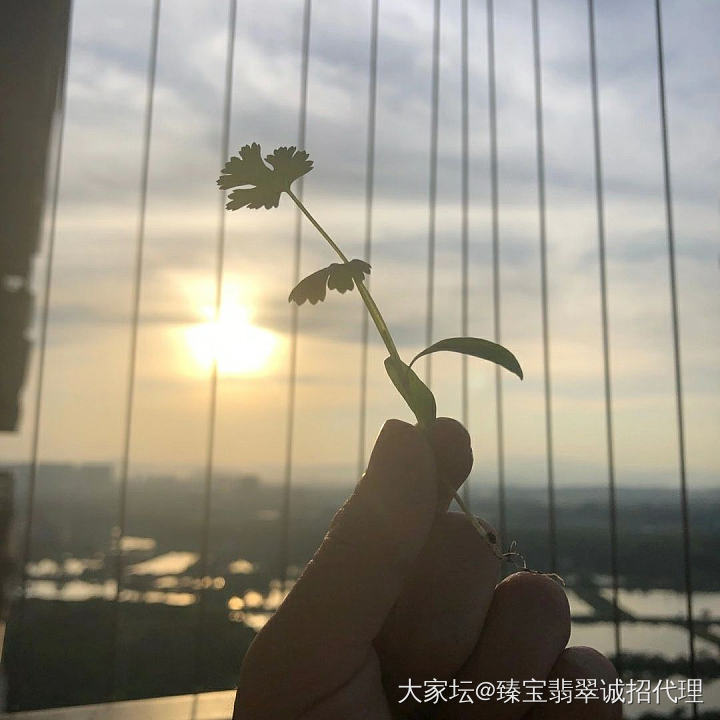 今晚主打自己种的香菜🌿_菜园