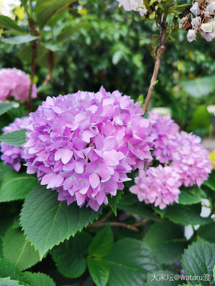 粉嫩的绣球花_花