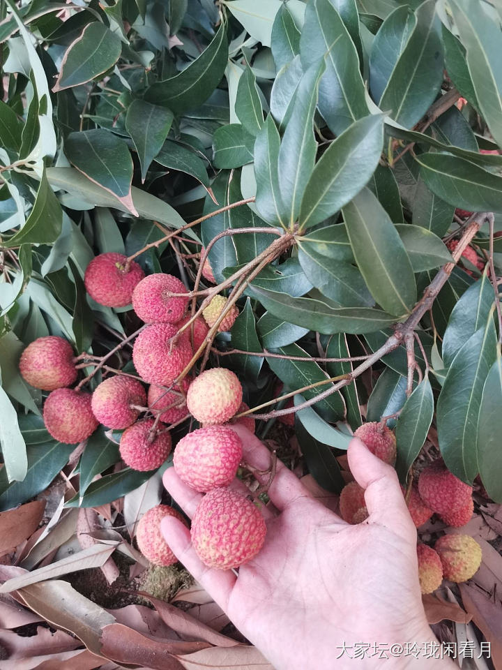 被荔枝支配的夏天_水果